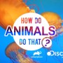 How Do Animals Do That